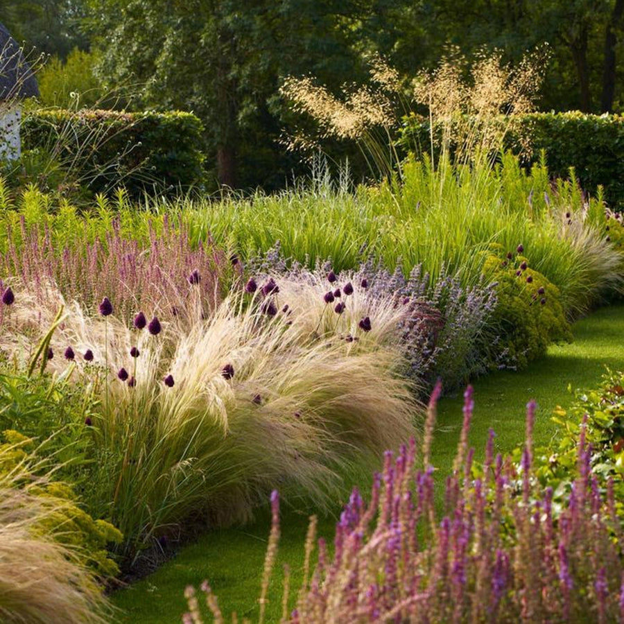 Ornamental Grass Mix grassmix5 1