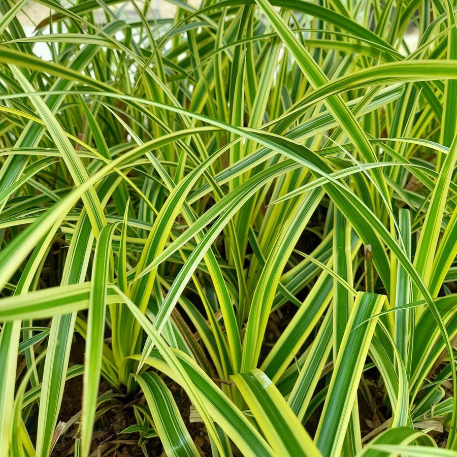 Ornamental Grass Mix grassmix6 4