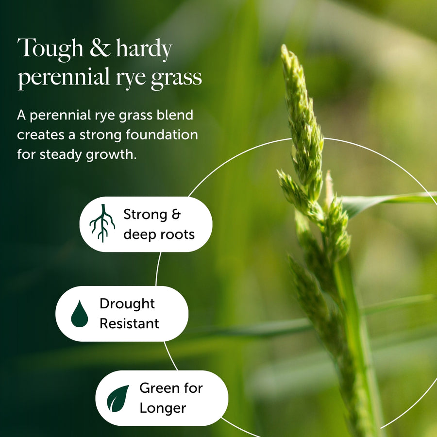 Hard To Kill Grass & Lawn Seed  5
