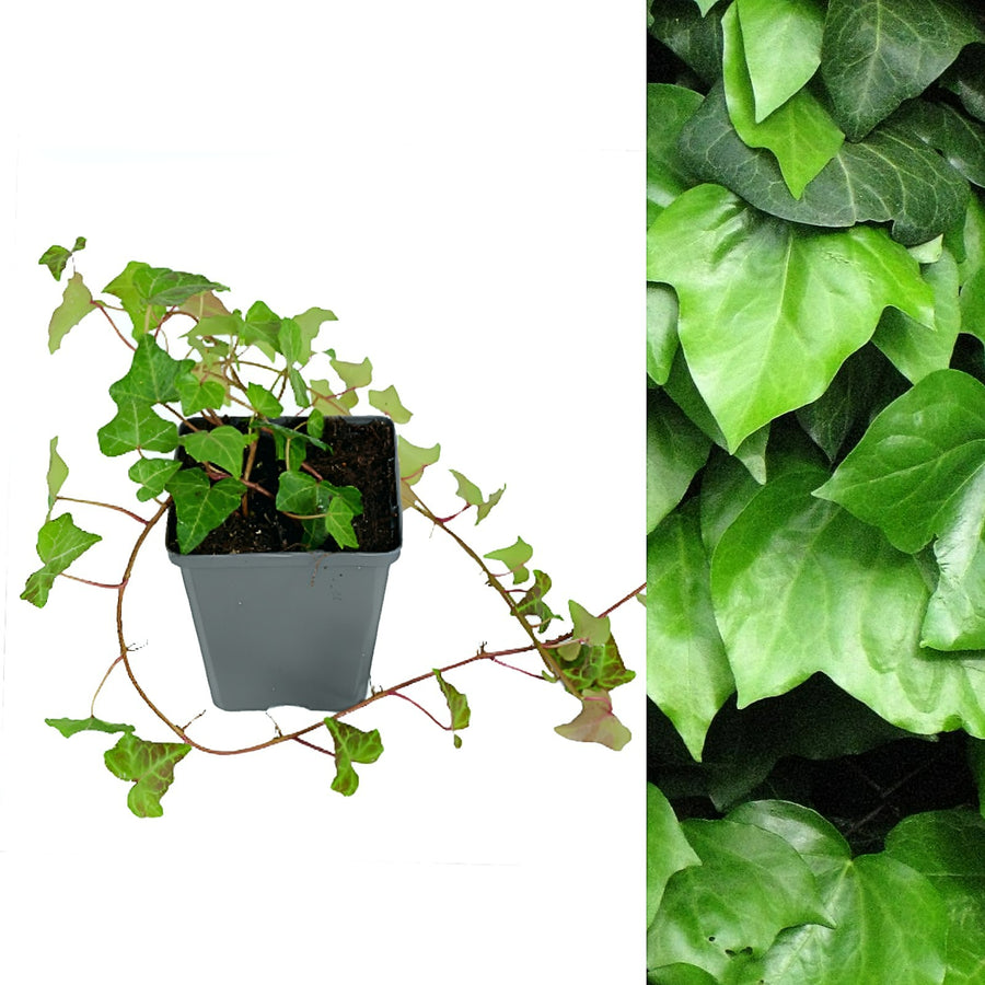 Hedera Helix - English Ivy green ivy 2