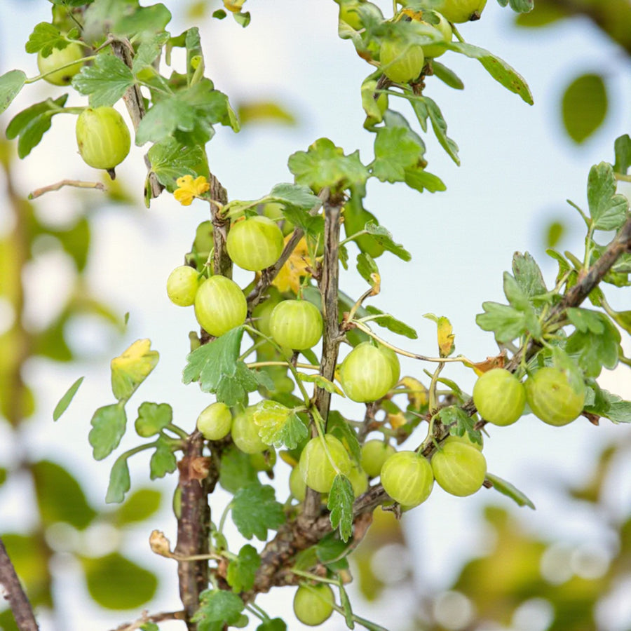 Gooseberry Hinnonmaki Green  4