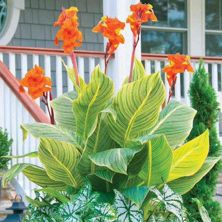 Canna Tropicanna  2