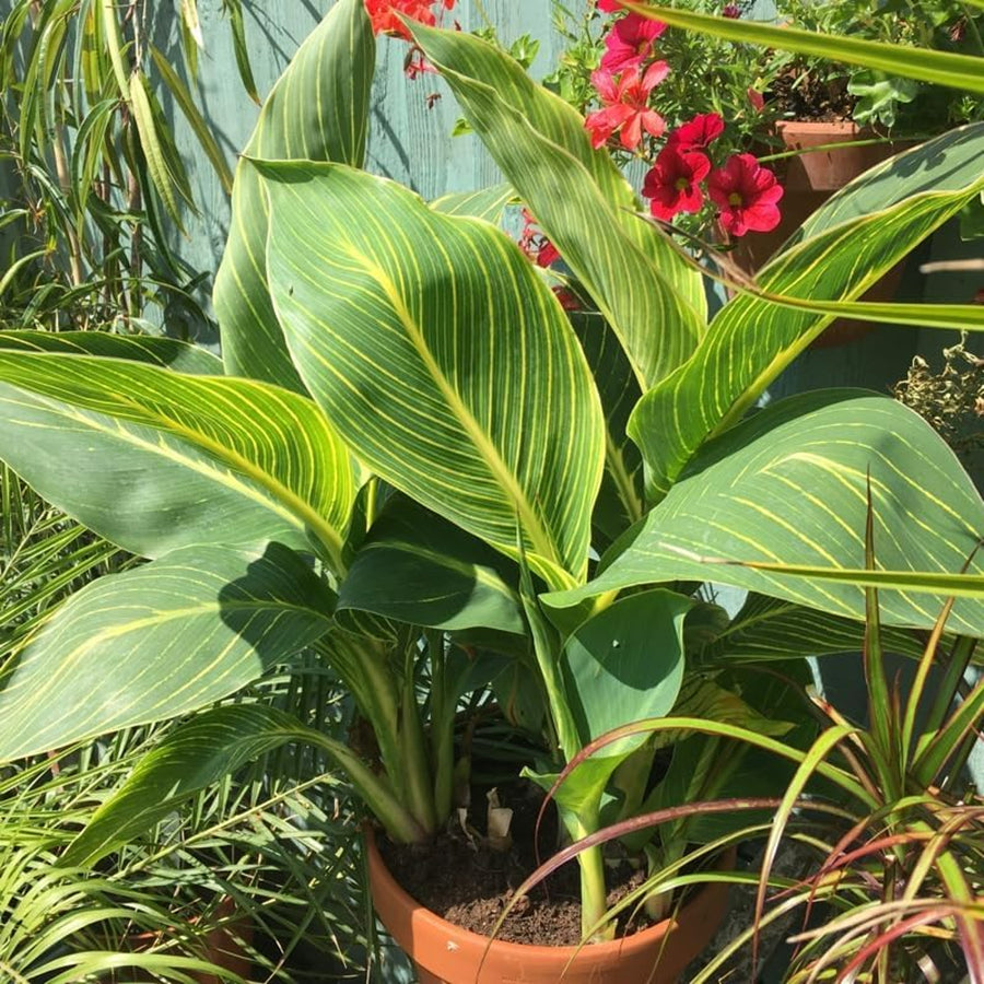 Canna Tropicanna Gold Canna Tropicanna Gold image2 3