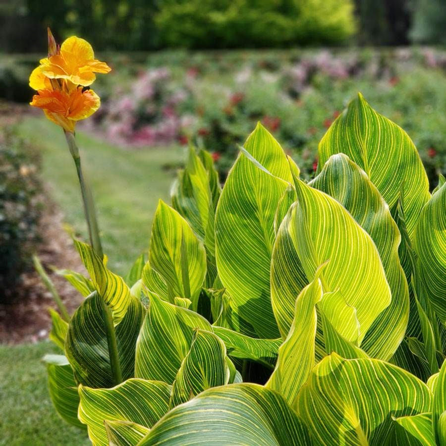 Canna Tropicanna  4
