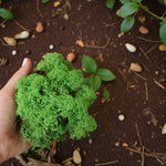 Reindeer Moss  6