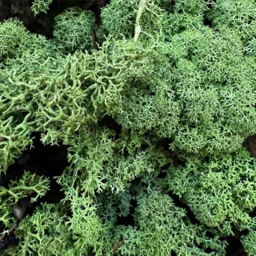 Reindeer Moss  5