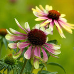 Echinacea Green Twister Bare Roots  2