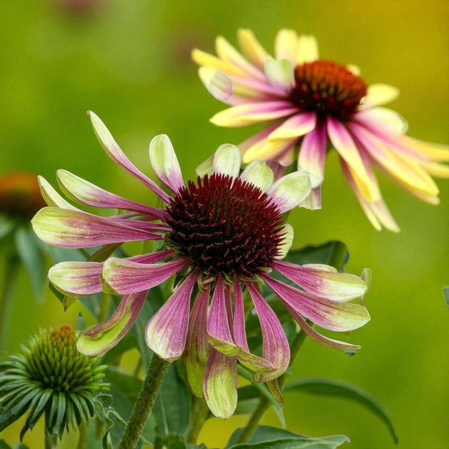 Echinacea Green Twister Bare Roots  2