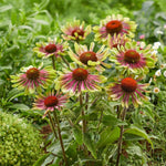 Echinacea, Rudbeckia & Helenium Bare Root Mix  2