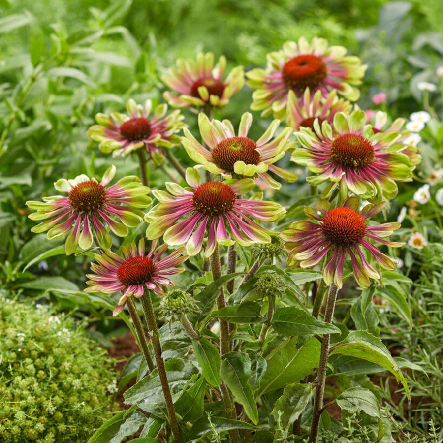 Echinacea, Rudbeckia & Helenium Bare Root Mix  2