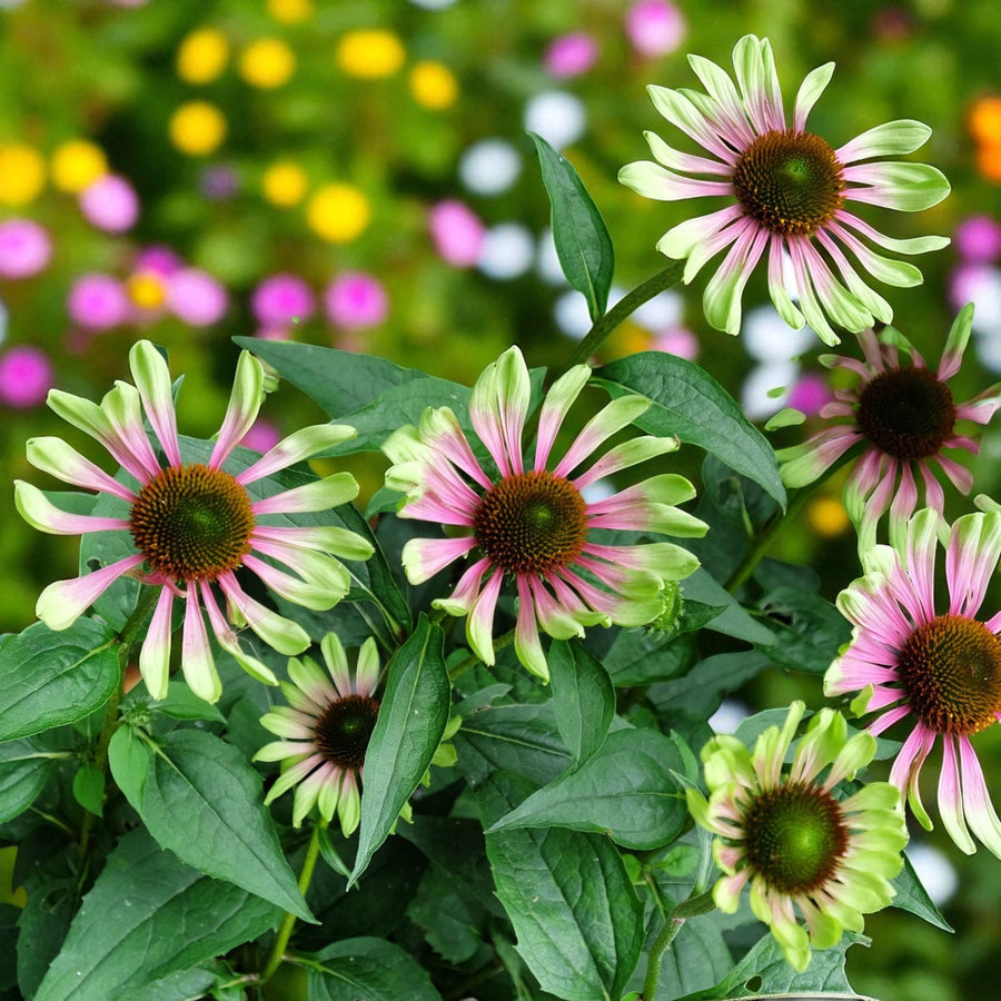 Echinacea Green Twister Bare Roots  4