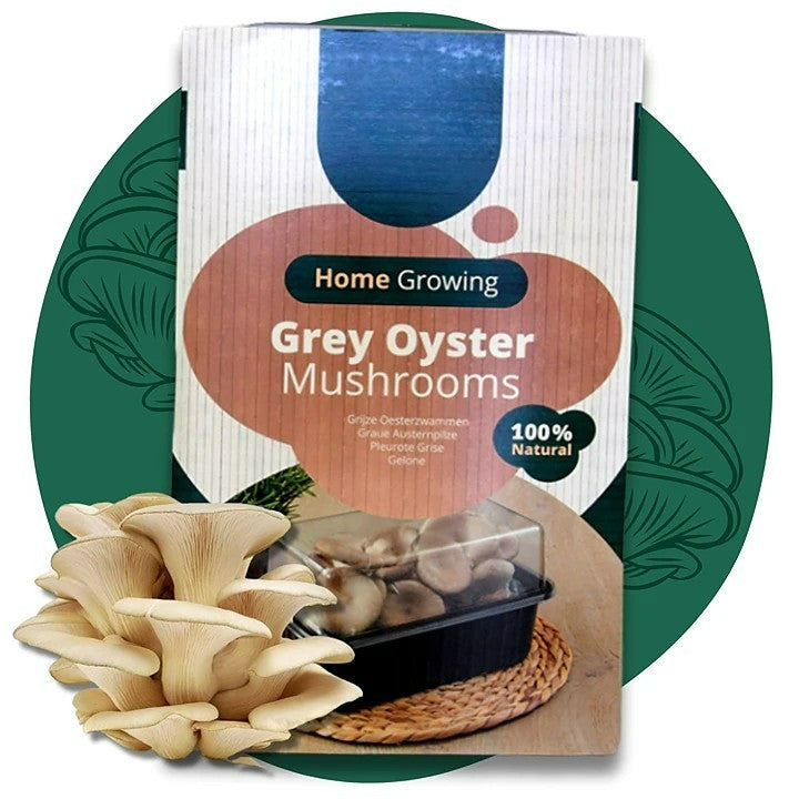 Mushroom Growing Kit Grey Oyster  1