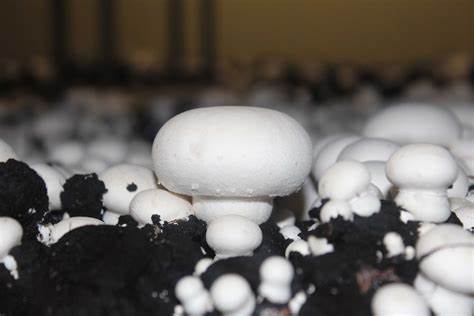 White Mushroom Dome Growing Kit white growing mushrooms 3