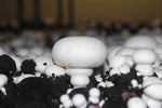 White Mushroom Dome Growing Kit white growing mushrooms 3