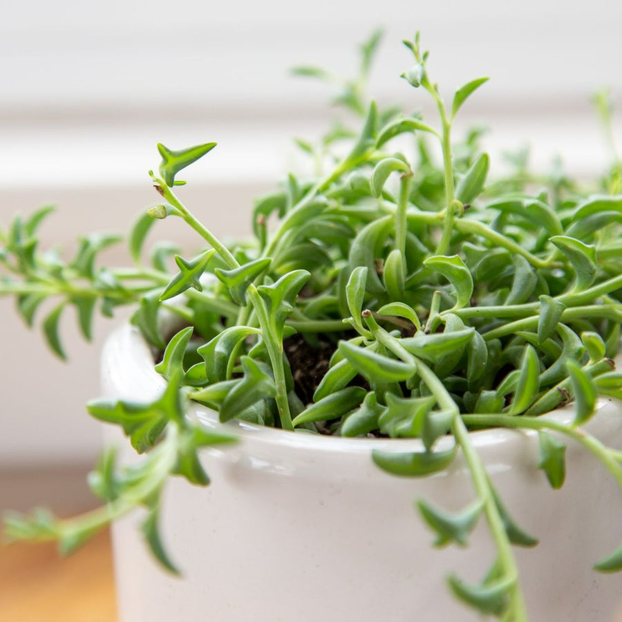 Senecio Peregrinus 'String of Dolphins' growing-string-of-dolphins-5089406-5-14d9a0ca40124f4b8e4ce78d944b860f 1