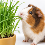 Guinea Pig Wheat Grass  3