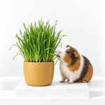 Guinea Pig Wheat Grass  1