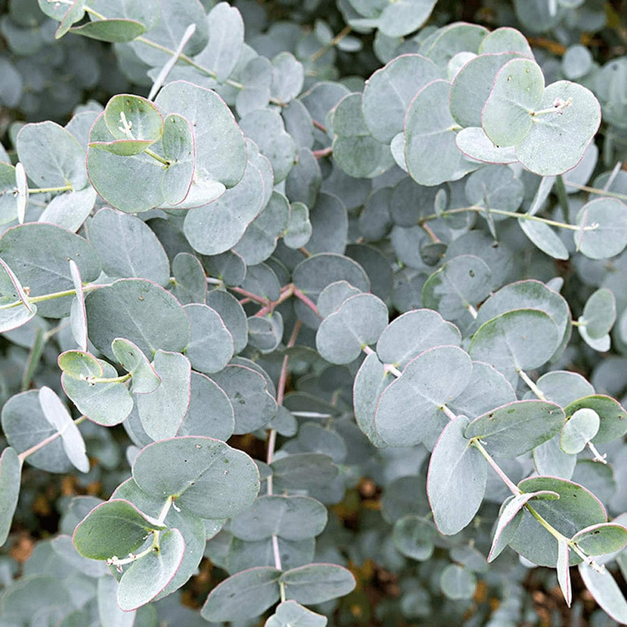 Eucalyptus Gunnii gunnii5 1