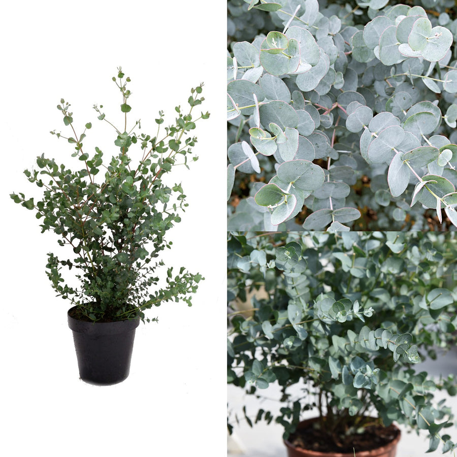 Large Eucalyptus 'Gunnii' Tree Large Eucalyptus 'Gunnii' Tree in 5L Pot image1 2
