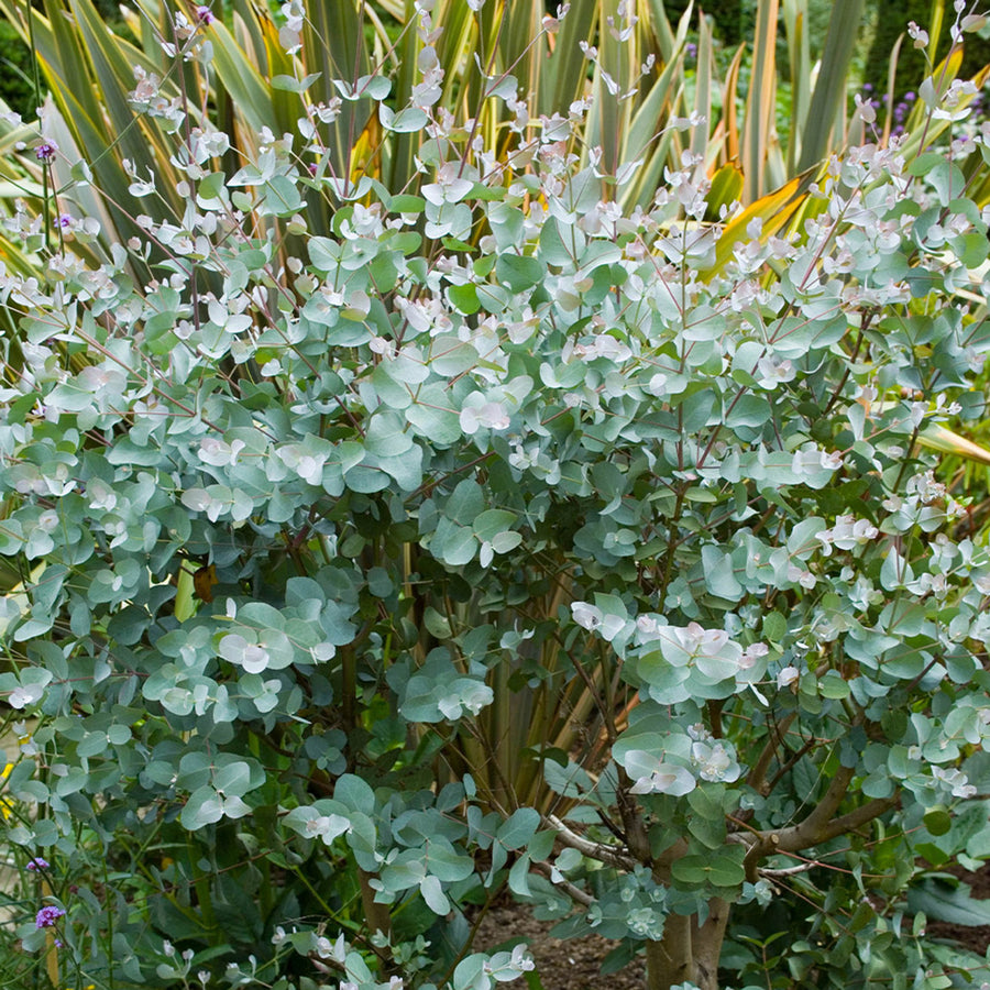 Eucalyptus Gunnii gunnii 5