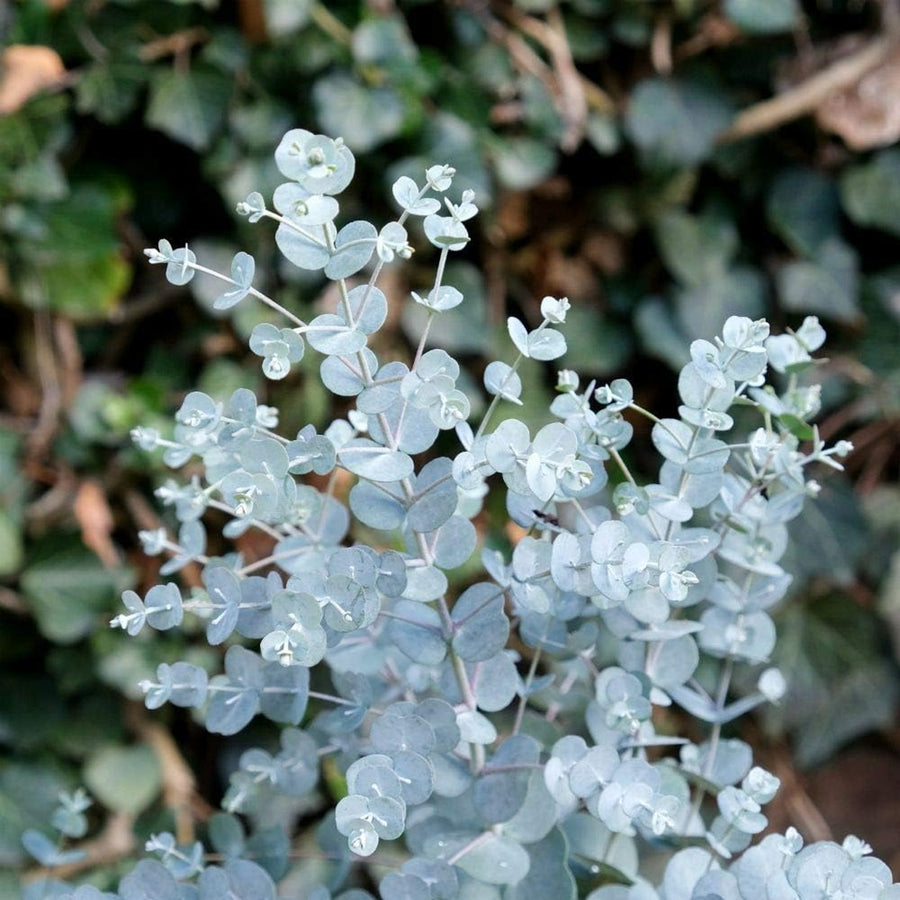 Eucalyptus Gunnii 'Azura' gunniiazura1 3
