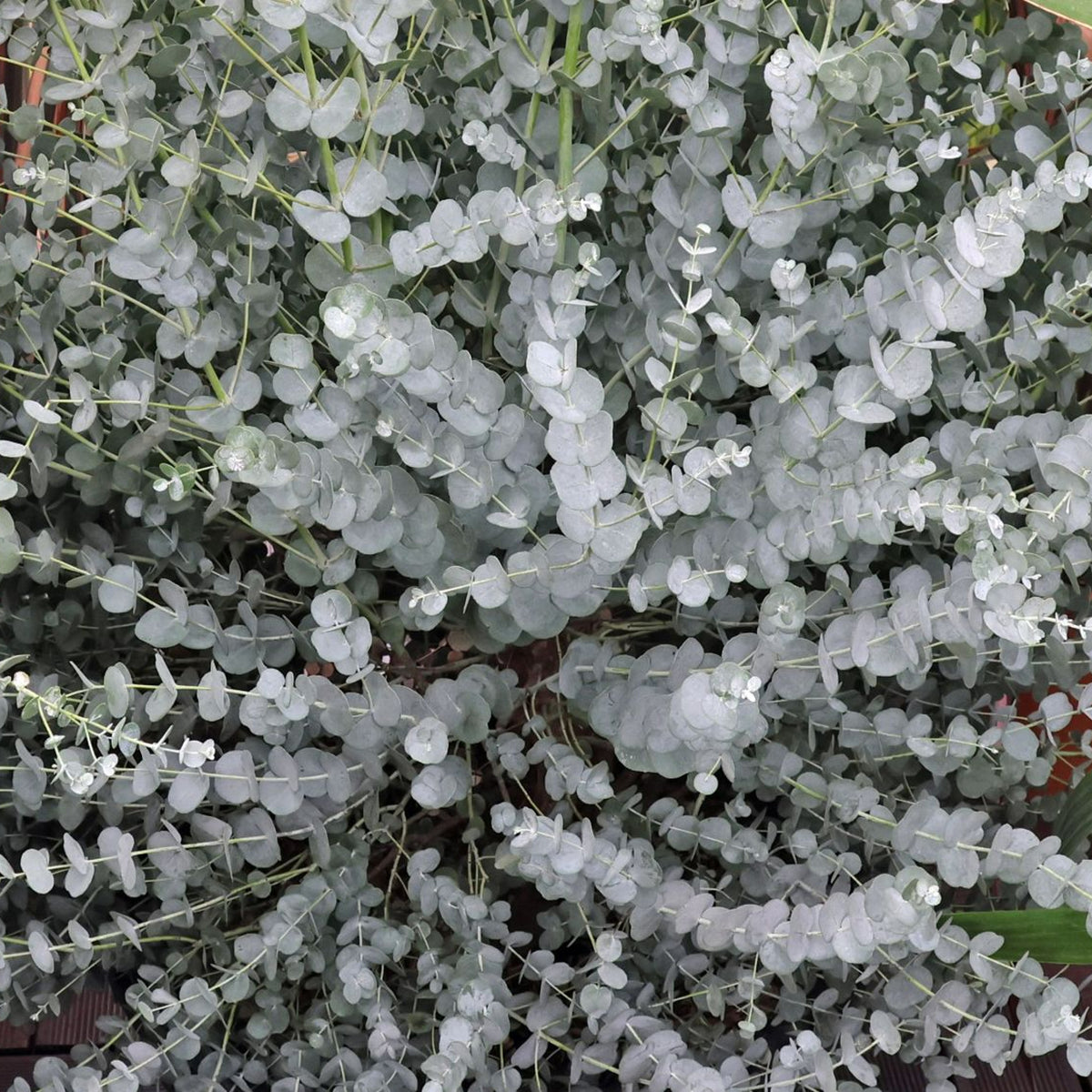 Eucalyptus Gunnii 'Azura' gunniiazura2 2