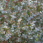 Eucalyptus Gunnii 'Azura' gunniiazura3 4