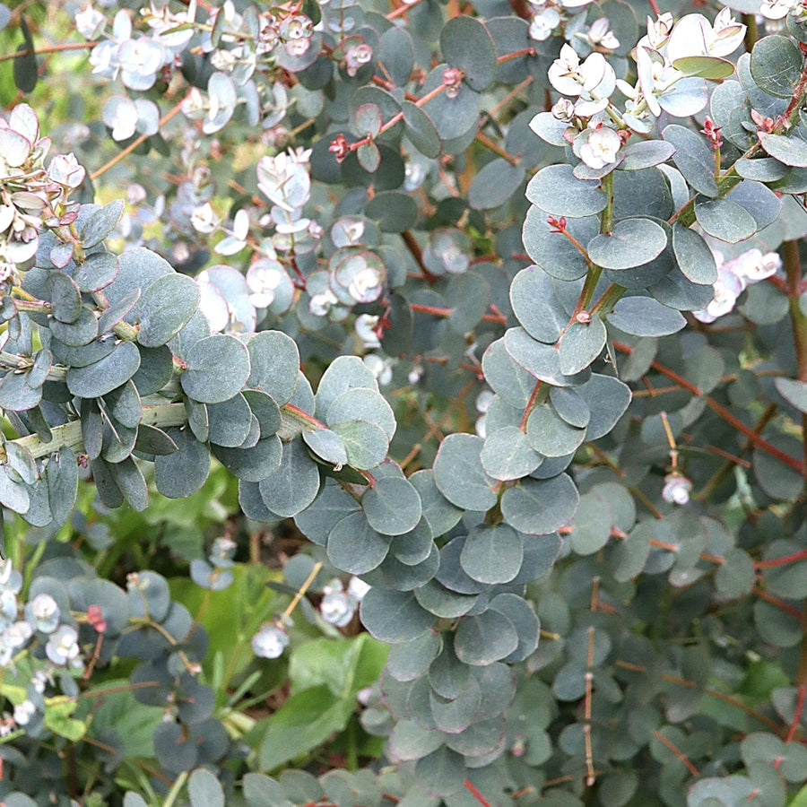 Eucalyptus Gunnii 'Azura' gunniiazura4 5