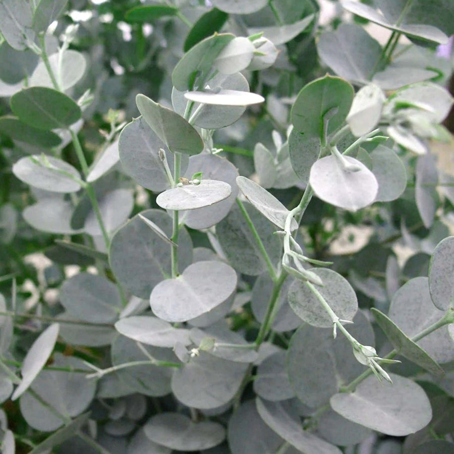 Eucalyptus Gunnii 'Azura' gunniiazura 1