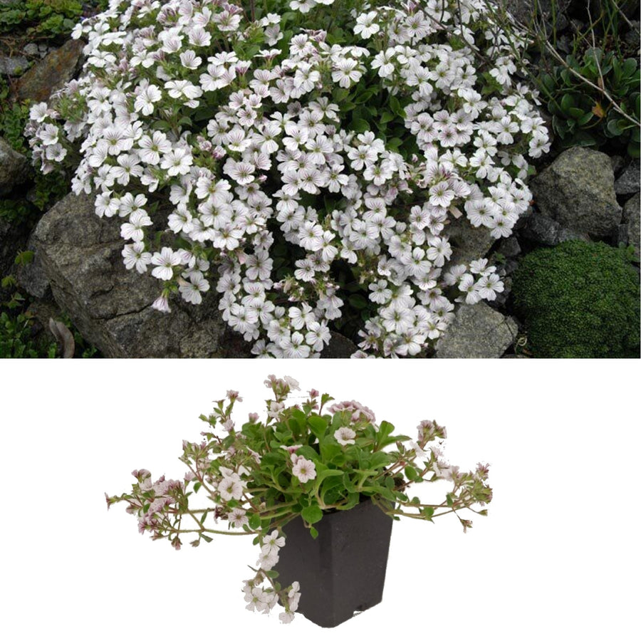 Gypsophila cerastoides - White Gypsophila cerastoides - White image1 1