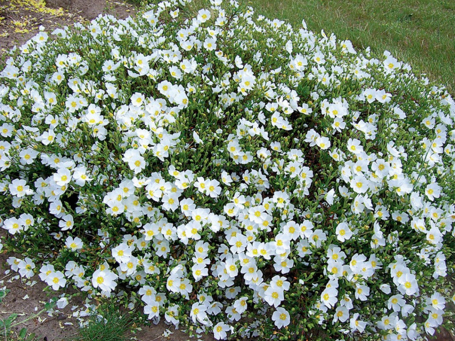 Halimiocistus sahucii - Sahuc Rock Rose 2 x Halimiocistus sahucii (Sahuc Rock Rose) image4 4
