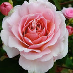 Hamilton Princess Bare Root Rose  2