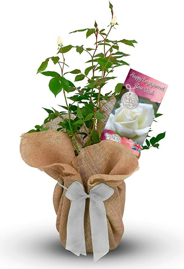 Happy Engagement Rose Bush Gift Wrapped Happy Engagement Rose Bush Gift Wrapped image1 1