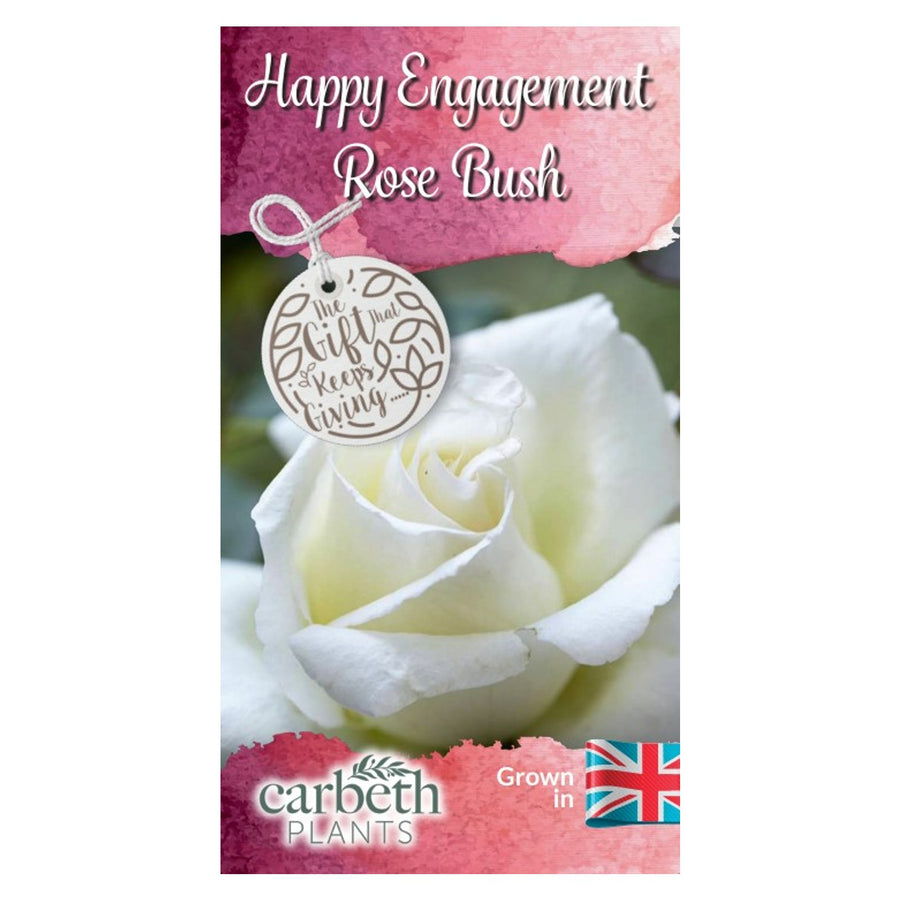 Happy Engagement Rose Bush Gift Wrapped Happy Engagement Rose Bush Gift Wrapped image2 2