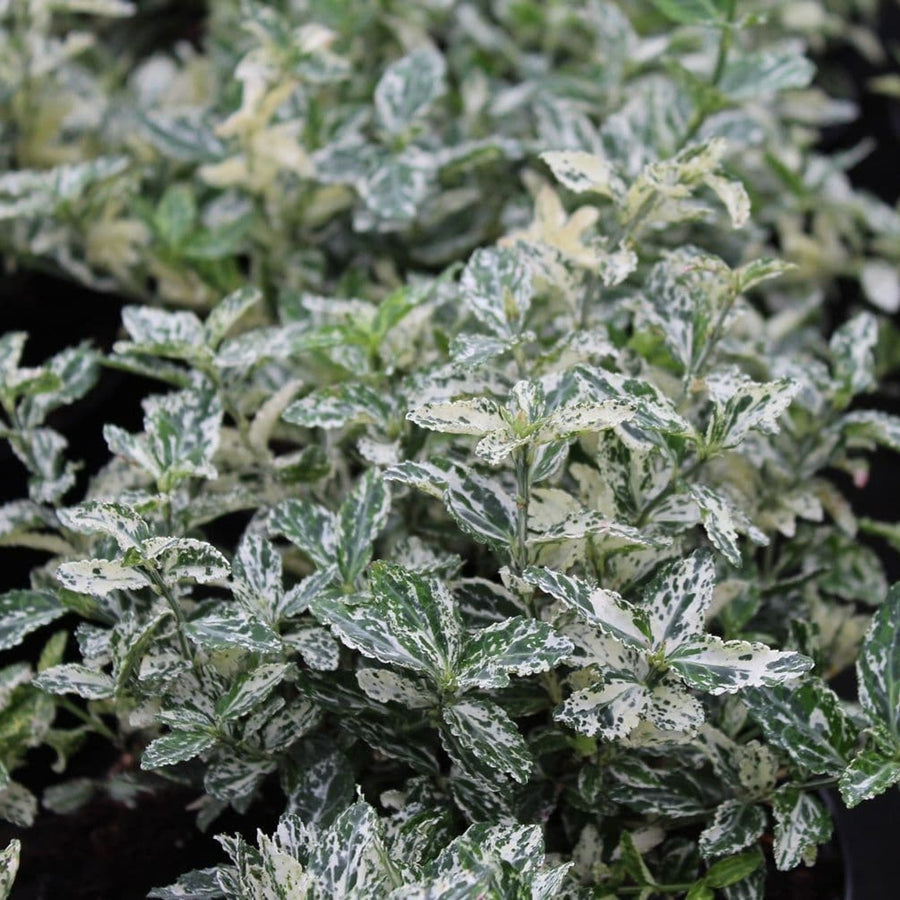 Euonymus Harlequin 2 x Euonymus Harlequin image3 3