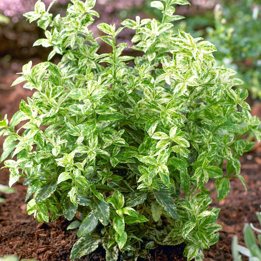 Euonymus Harlequin 2 x Euonymus Harlequin image1 1