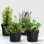 Hard To Kill Herb Collection -  Rosemary, Lavender, Oregano and Mint  1