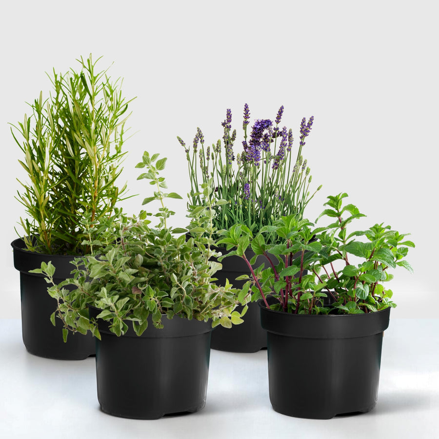 Hard To Kill Herb Collection -  Rosemary, Lavender, Oregano and Mint  1