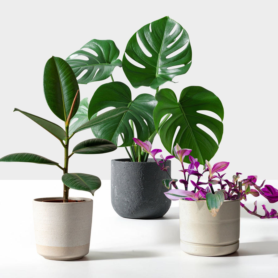 The Unkillable Houseplants - Tradescantia Nanouk, Cheese Plant & Rubber Plant  1