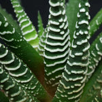Haworthia Fasciata Big Band 'Zebra' Plant  2