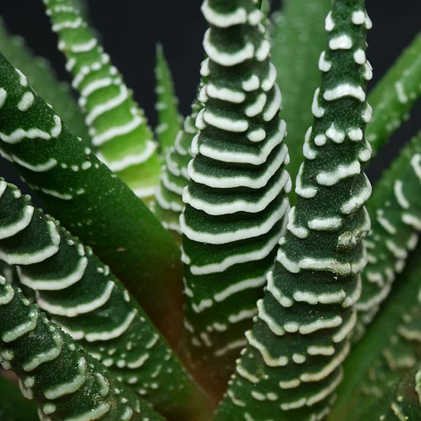 Haworthia Fasciata Big Band 'Zebra' Plant  2