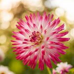 Dahlia Hayley Jane Bulbs  1