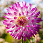 Dahlia Hayley Jane Bulbs  3