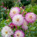 Dahlia Hayley Jane Bulbs  4