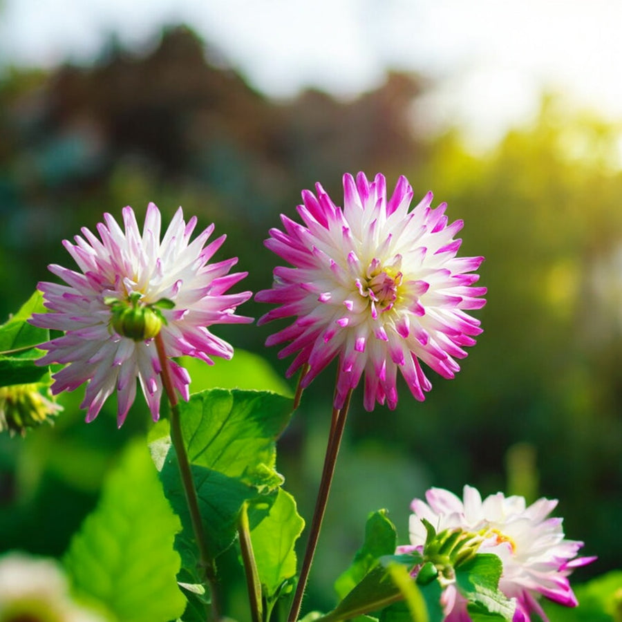Dahlia Hayley Jane Bulbs  2