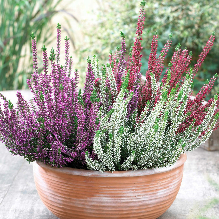 Calluna Heather Tricolour Calluna Heather Tricolour image2 2