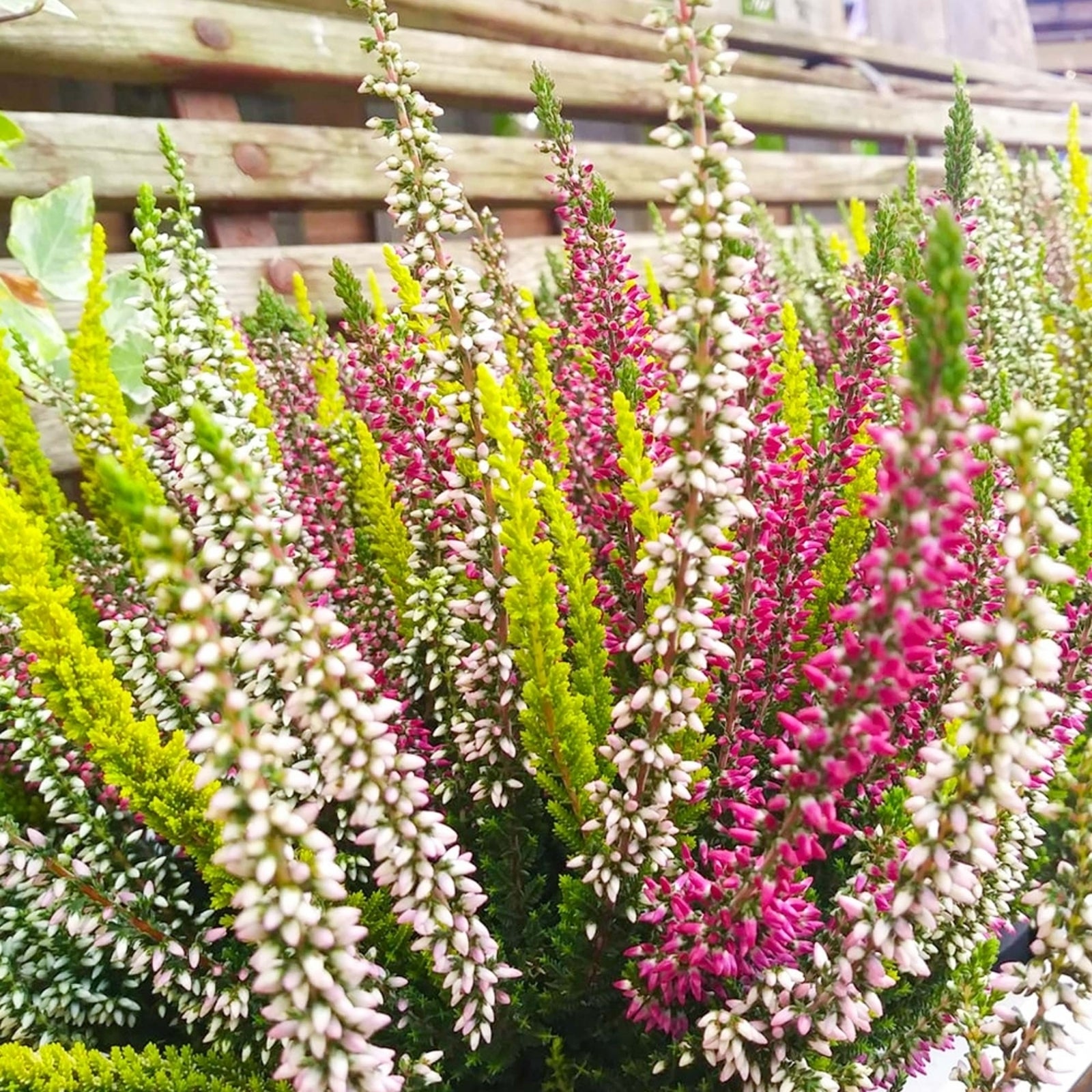 Calluna Heather Tricolour