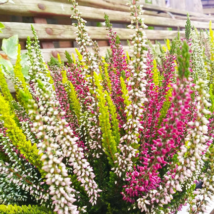 Calluna Heather Tricolour image3