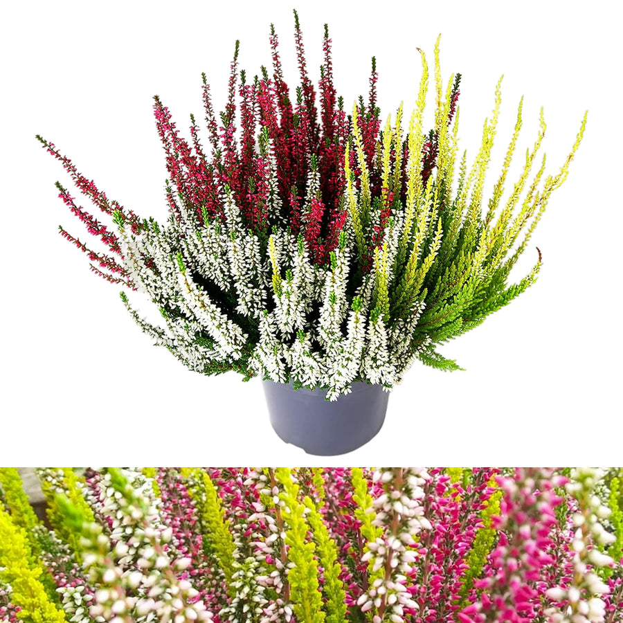 Calluna Heather Tricolour Calluna Heather Tricolour image1 3