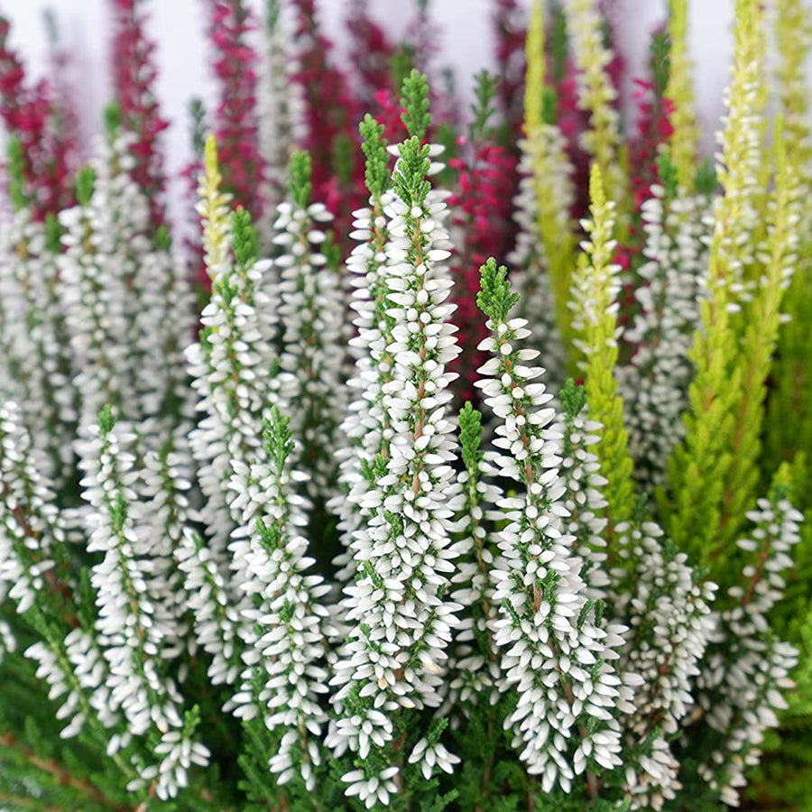 Calluna Heather Tricolour Calluna Heather Tricolour image4 4